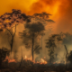 900_large-vecteezy_burning-forest-smoke-destruction-danger-natural-disaster_24711321_large