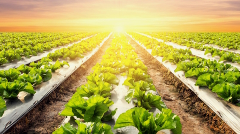 900_lettuce-plant-on-field-vegetable-and-agriculture-sunset-and_19925762_large