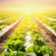900_lettuce-plant-on-field-vegetable-and-agriculture-sunset-and_19925762_large