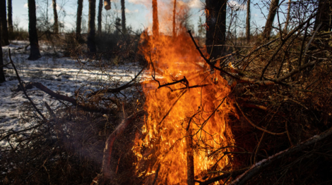 900_large-vecteezy_burning-fire-the-bonfire-burns-in-the-forest-texture-of_9379259_large