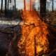 900_large-vecteezy_burning-fire-the-bonfire-burns-in-the-forest-texture-of_9379259_large